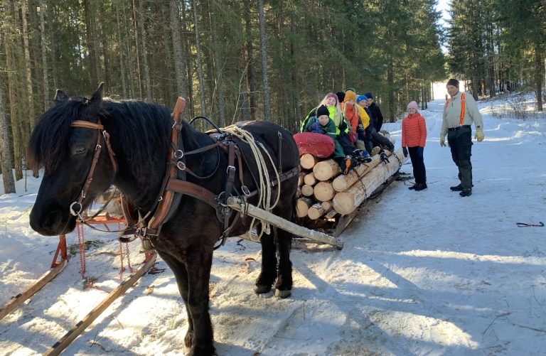 Skogsdrift med hest for elever i Stenbergskogen